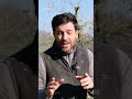 Hai mai visto alberi cosÃ¬? Ecco perchÃ©! #Capitozzatura