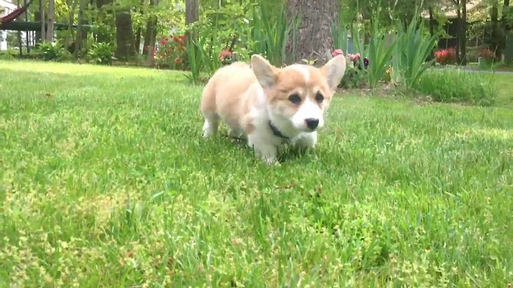 Penny. Trying to film a corgi puppy!