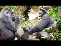 Gorilla Siblings gravitate towards each other | Kintaro & Santaro