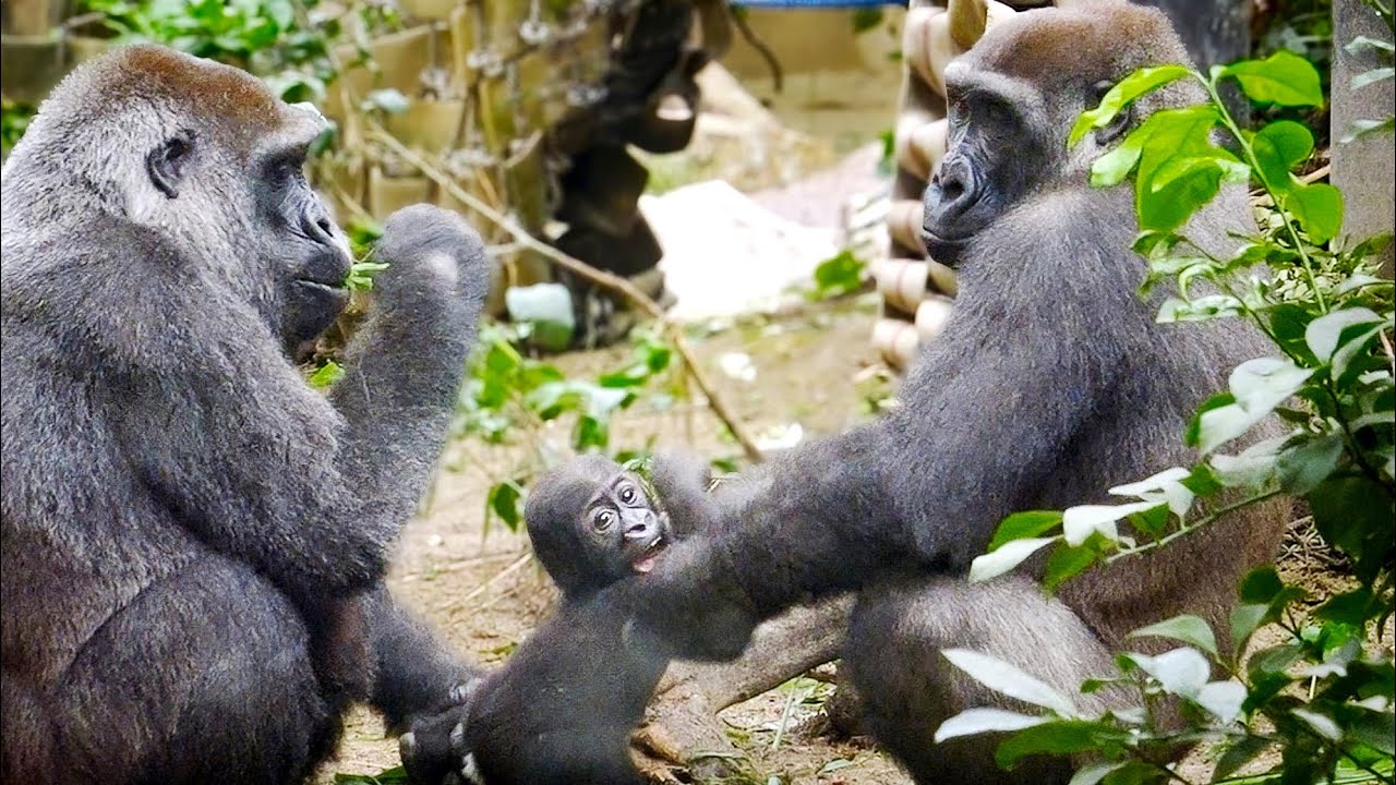 Gorilla Siblings gravitate towards each other | Kintaro & Santaro