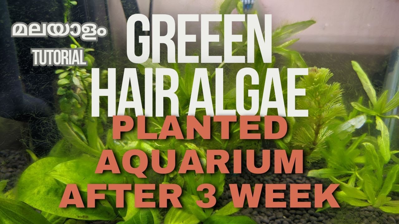 The Truth behind Green hair algae 🤯 causes & solutions | Malayalam |