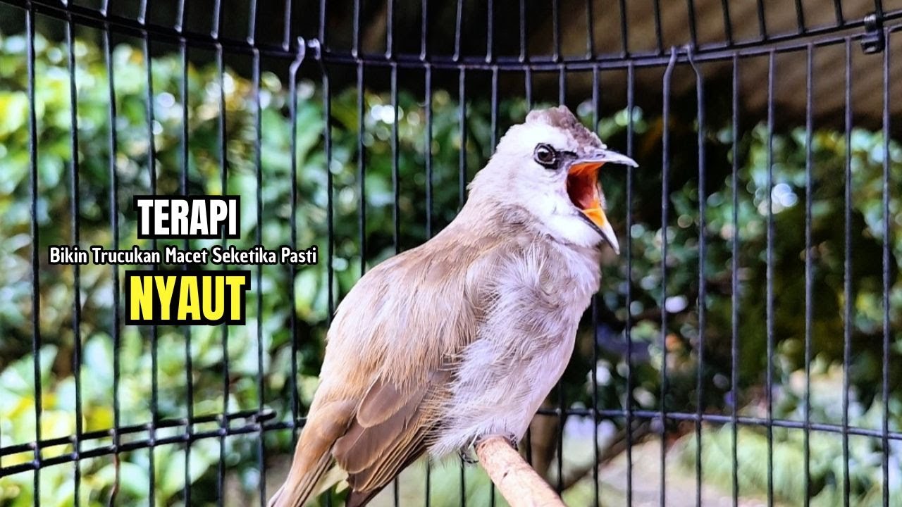 Trucukan Gacor ROPEL PANJANG Saat Subuh COCOK untuk Pancingan Trucuk BAHAN dan MASTERAN TRUCUK Paud