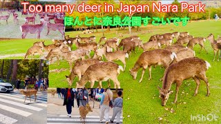 ほんとになら公園すごいですNara park deer  in japan