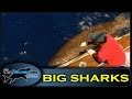 Sea Monsters  - Search for the 6 gill shark  - Totally Awesome Fishing Show