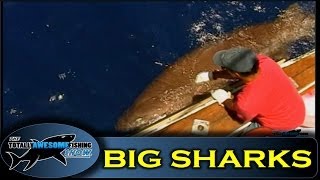 Sea Monsters  - Search for the 6 gill shark  - Totally Awesome Fishing Show