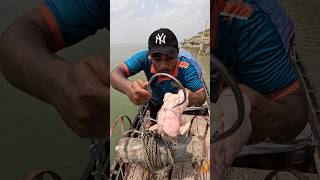 Amazing 2kg wild chicken meat bait throwing skills  #fishingskill  #bait