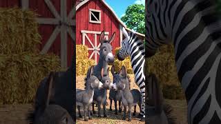 zebra and donkey #zebra #donkey#donkeyfamily