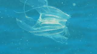 Close-up of a Comb Jelly by Pall Sigurdsson 3,176 views 5 years ago 38 seconds