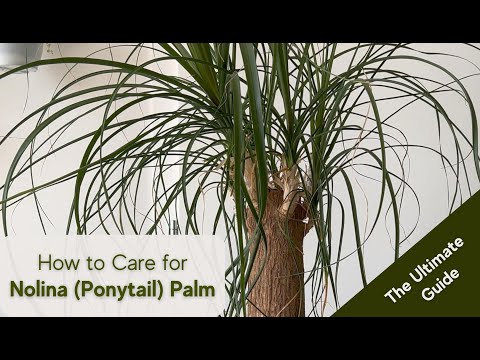 Video: Taglio della palma a coda di cavallo - Come potare una pianta di palma a coda di cavallo