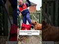 Dog bit me v2 (short)