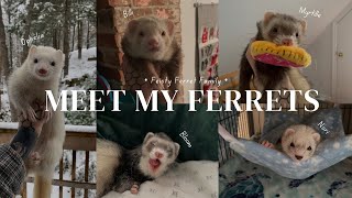 Meet My Ferrets | Quick Introduction