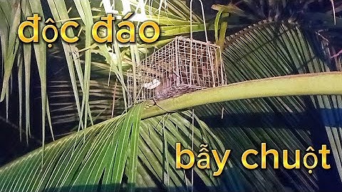 Một đêm bẫy chuột dừa trúng đậm | Bẫy chuột dừa #minhthiệnsóctrăng