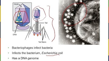 Biology2E Ch21 MChen Lecture Video Part1