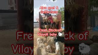 9700616248 #vilayati #baby #sheep available at #ajwa #goat & #cattle #farm #shastripuram Hyderabad