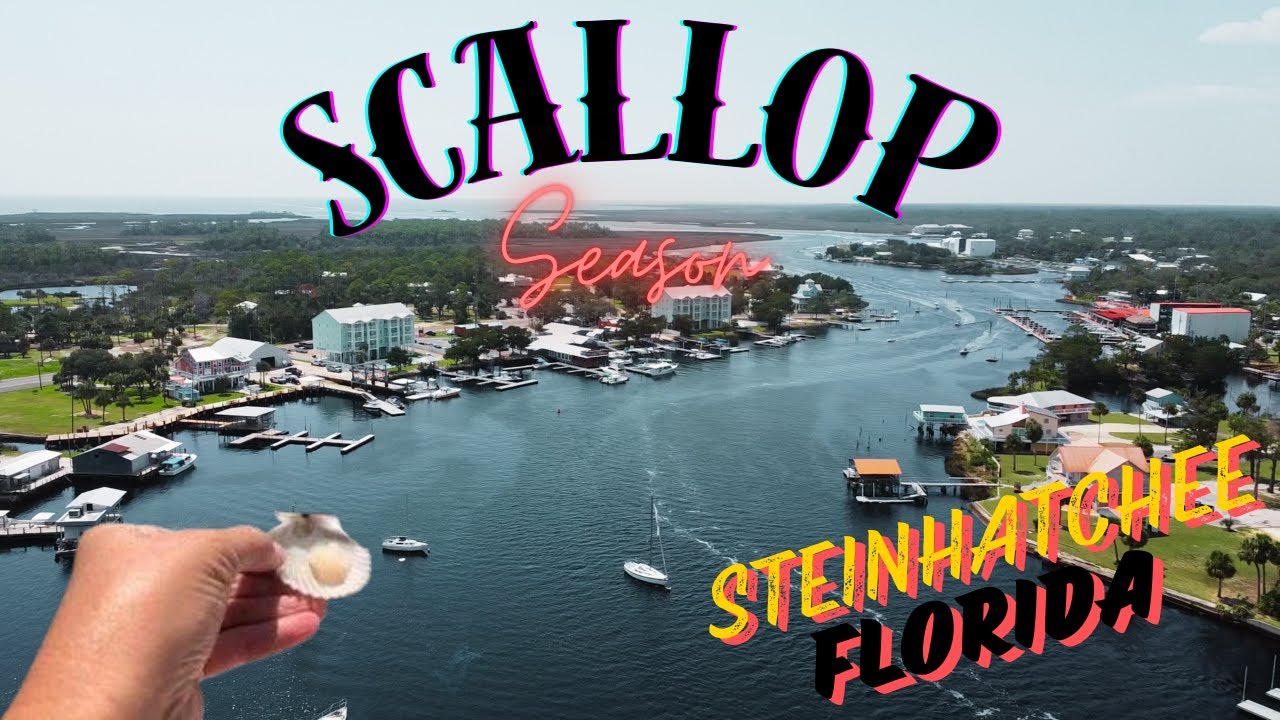Scalloping Steinhatchee, FL 2024 | Catch Clean Cook!