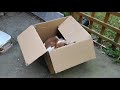 Welsh Springer Spaniel playing in box の動画、YouTube動画。