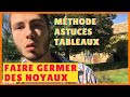 Comment faire germer des noyaux facilement  tableaux stratification  pcher abricot asiminier