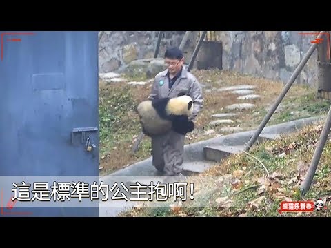 《熊貓早晚安》這是標準的公主抱啊！| iPanda