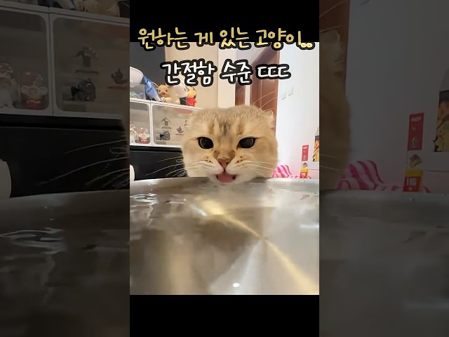 뭔가 원하는 게 있는 고양이의 눈물나는 간절한 수준 ㄷㄷ