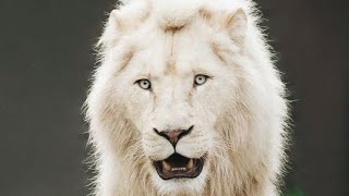 Chikka Al Vissa Arabic Remix Song Best Trending Reels Song New Aro Bass Remix By Alan Mir