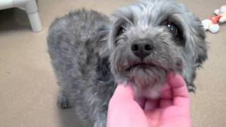JJ and Zowie two Chihuahua Poodle mixes available for adoption at the Wisconsin Humane Society