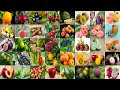 Fruit Names and Benefits Quiz