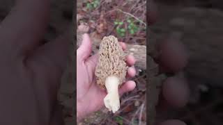 Morel Season 2024