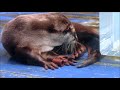 【カワウソ】ツメナシカワウソのカワイイ癖(伊勢シーパラダイス/水族館)