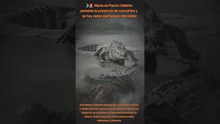 Alerta en Puerto Vallarta: aumenta la presencia de cocodrilos #puertovallarta #cocodrilos #noticias