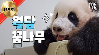 Twin pandas being alike sister Fubao showing off climbing skills | #Pandawassong