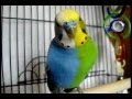 RARE PARAKEET!!! MUST SEE!!!!! CLICK HERE!!!! Twinzy!!