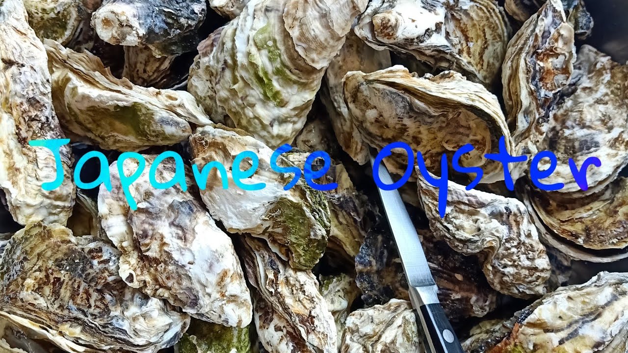 Japanese Oyster เชฟเอี้ยงสอนตัดเนื้อ Ep 3. YouTube