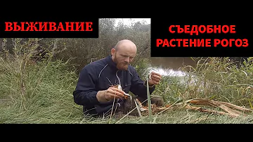 💥КАК ЕДЯТ РОГОЗ ?💥