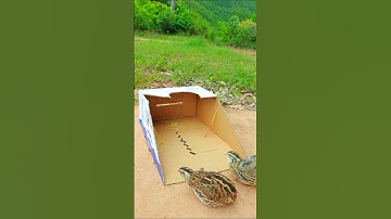 ideoVery good , skilled in designing traps to catch quail quickly #video shorts