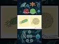 Cell Theory in 60 Seconds! (Quick Biology)#celltheory #biologyclass #sciencefacts #sciencetok