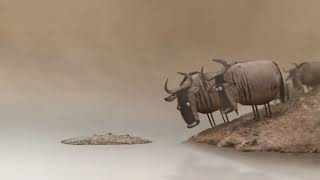 Wildebeest from birdbox Studio
