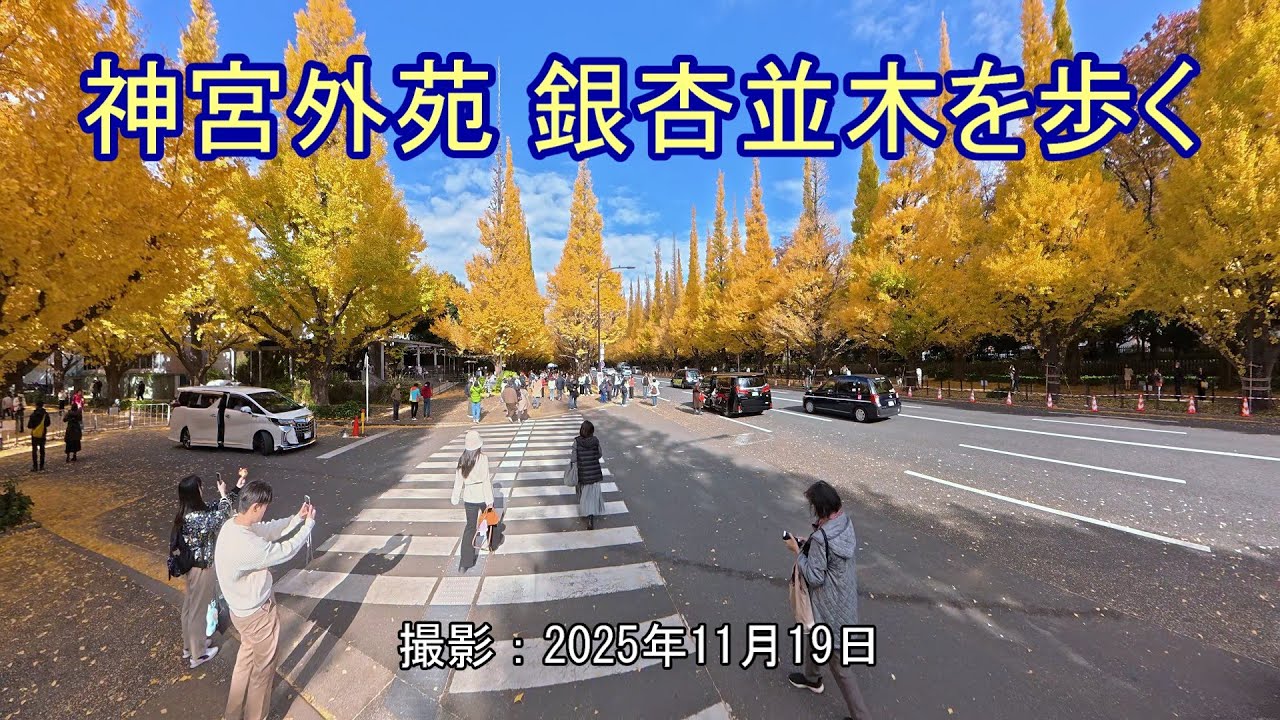 神宮外苑 銀杏並木を歩く [4K] Walking Along the Ginkgo Avenue in