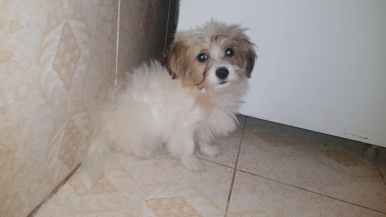 White dog shaking syndrome pt 2 YouTube