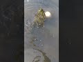Traditional hook fishing trap. River bottle fishing video #shorts #fishing #fish