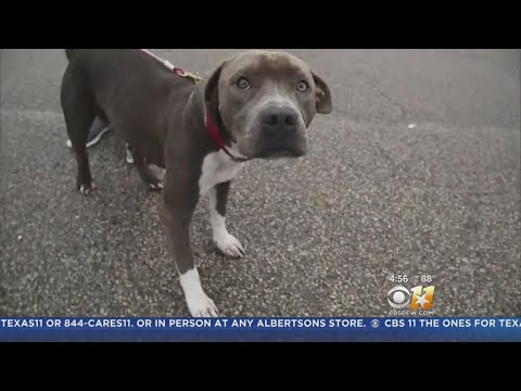 Stranded Dog Abandoned On Viral Video Rescued Late Monday