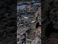 Unreal Fight Under the Waves #fishing #fish #gtknot #fishingtips