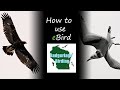 How to use eBird: A Beginner