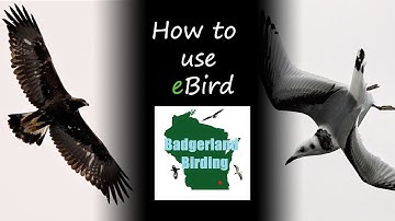 How to use eBird: A Beginner