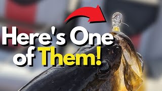 I'm Obsessed With These Colors - Bass Fishing Confidence Builders screenshot 4