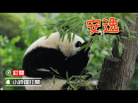 《熊貓早晚安》熊貓寶寶們安逸的一天 | iPanda熊貓頻道