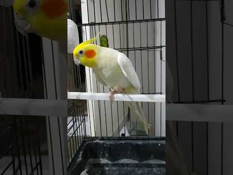 الكروان معصب