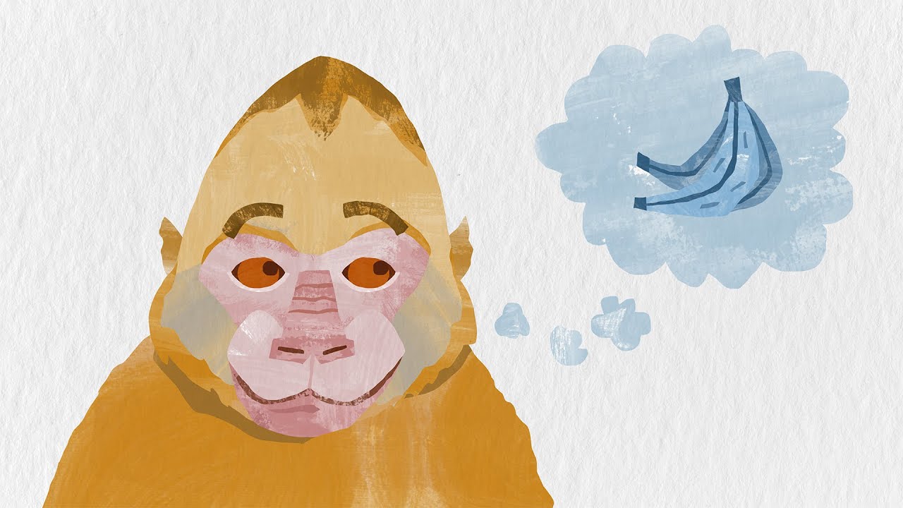 capuchin monkey animation in after effects - YouTube