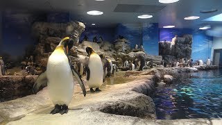 Penguin Village (Shimonoseki Marine Science Museum KAIKYOKAN