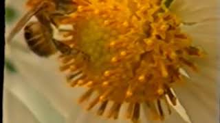 Abelha Uruçu Capixaba Parte 01 - Globo Rural