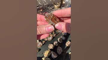 Agate reveal. Let’s cut something open. #DidYouKnow #Geology, #TipsAndTricks#Agate